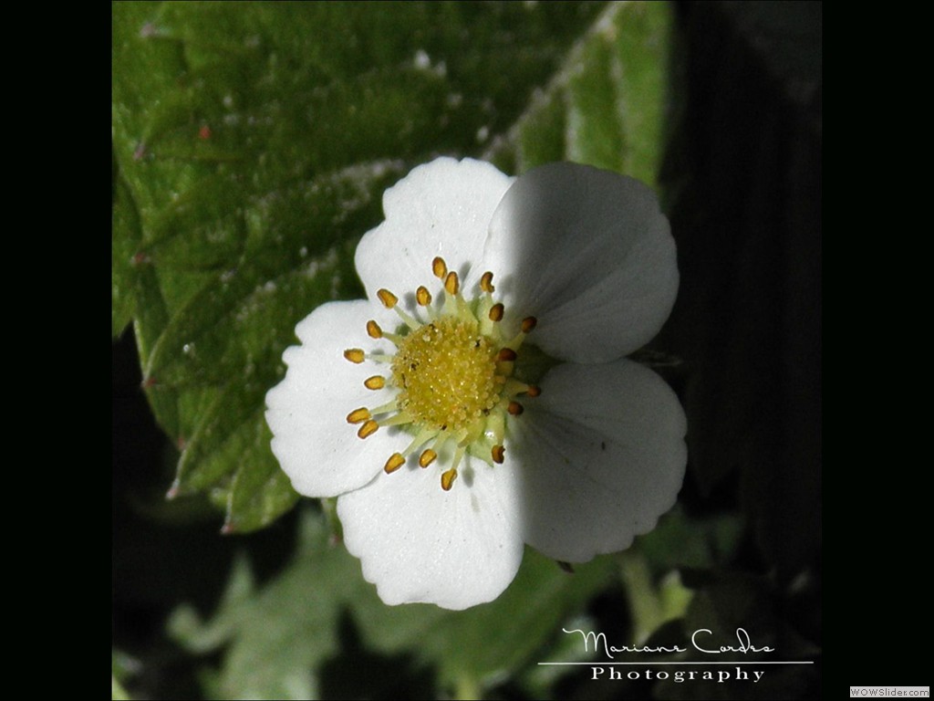 MC_Strawberry_07-05-2012