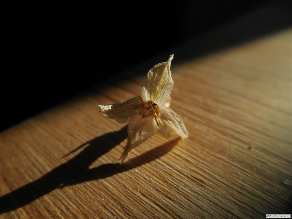 pImage15